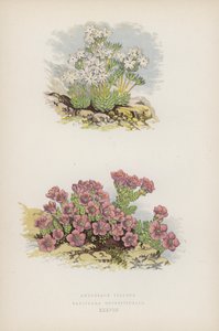 Androsace Villosa; Saxifraga Oppositifolia (litografia a colori) da English School