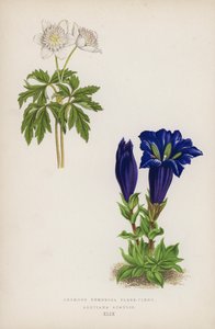 Anemone Nemorosa Flore-pleno; Gentiana Acaulis (litografia a colori)