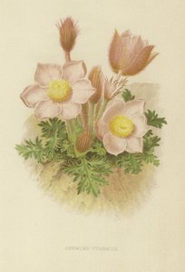 Anemone vernalis