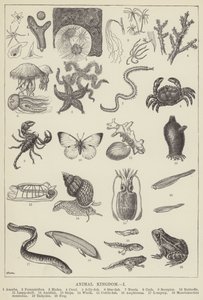 Regno animale (incisione)