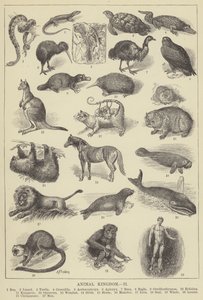 Regno animale (incisione) da English School
