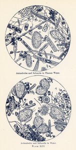 Animelle e Infusori in acqua (litografia a colori)
