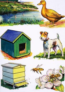 Animali e le loro case da English School