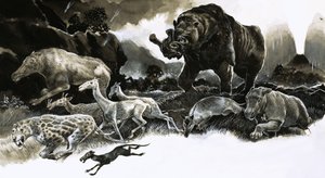 Animali dell