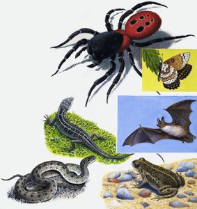 Montaggio di animali da English School