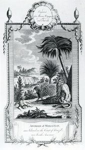 Animali di Maragnan, illustrazione tratta dai Viaggi e Viaggi di Moore, 1778 da English School