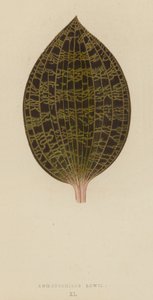 Anoectochilus Lowii da English School