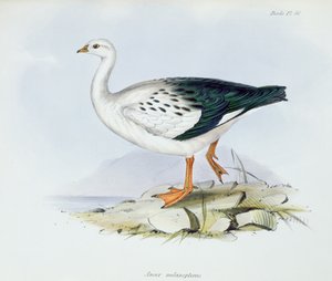 Anser Melanopterus, da La Zoologia del Viaggio dell