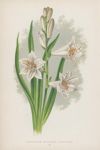 Anthericum, Paradisia Liliastrum da English School