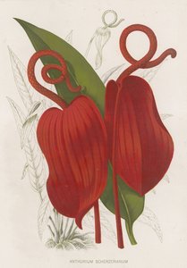 Anthurium Scherzerianum da English School