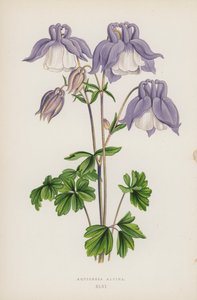 Aquilegia Alpina da English School