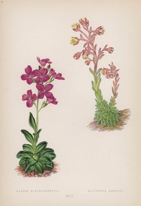 Arabis Blepharophylla; Saxifraga Ambigua da English School