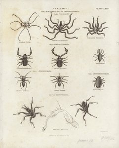 Aracnidi