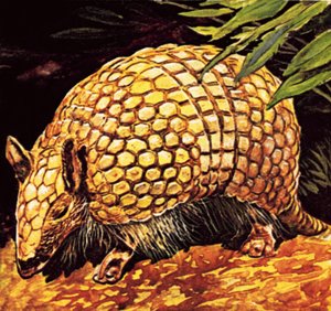 Armadillo da English School