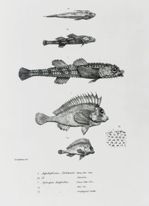 Aspidophorus Chiloensis e Agriopus Hispidus, tavola 7 da 