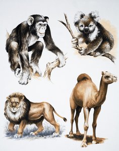 Animali assortiti