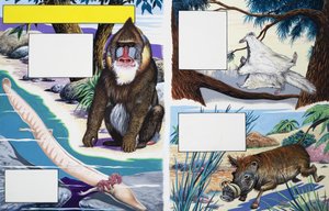 Animali assortiti da English School