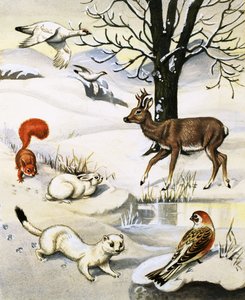 Animali assortiti in inverno da English School