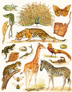 Animali assortiti con colorazione interessante