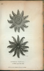 Asterias Papposa o Stella marina a dodici raggi, da 