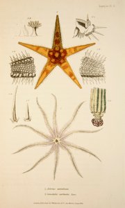 Asterias aurantiaca e Comatula carinata, pub. 1833 (incisione colorata a mano) da English School