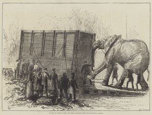 Tentativo di rimuovere Jumbo, il grande elefante, dai Giardini Zoologici (litografia) da English School