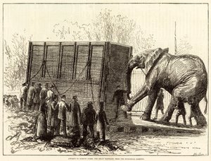 Tentativo di rimuovere Jumbo, il grande elefante, dal Giardino Zoologico (incisione)