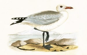 Gabbiano di Audouin, illustrazione da 