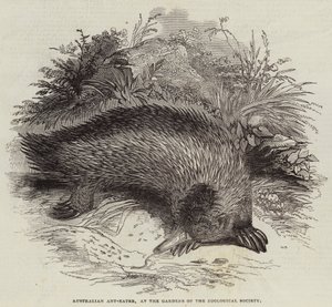 Formichiere australiano, nei giardini della Società Zoologica (incisione) da English School