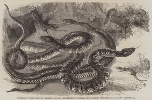 Serpenti velenosi australiani recentemente aggiunti alla Collezione di Rettili nei Giardini della Società Zoologica, Regent