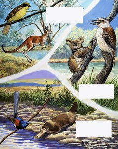 Montaggio di animali australiani da English School