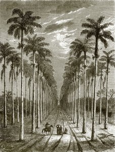 Viale di palme che conduce a una residenza a Cuba da English School