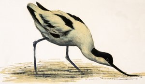 Avocetta