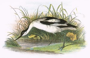 Avocetta da English School