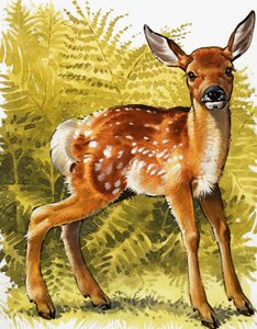 Cerbiatto