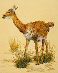 Baby Lama da English School