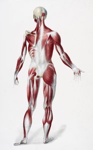 Parte posteriore del corpo maschile che mostra muscoli, tendini e ossa, da The Vessels of the Human Body, a cura di Jones Quain e William Wilson, pubblicato da Taylor e Watson, Londra nel 1837 da English School