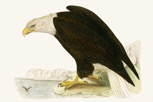 Aquila calva, illustrazione da 