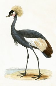 Gru delle Baleari, illustrazione da 