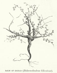 Balsamo di Galaad, Balsamodendron Gileadense da English School