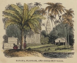 Alberi di banana, platano e cocco da English School