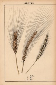 Orzo, segale e erba, da 