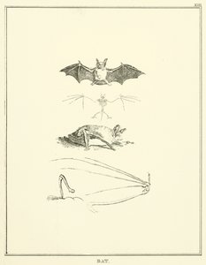 Pipistrello da English School