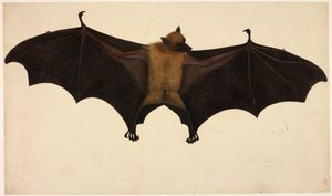 Pipistrello, dalla Collezione di Francis Buchanan da English School