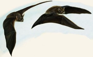 Pipistrelli da English School