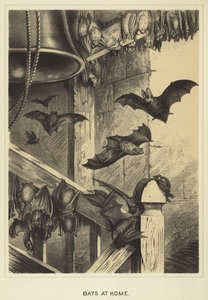 Pipistrelli a casa da English School