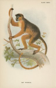 Il Guereza Baio da English School