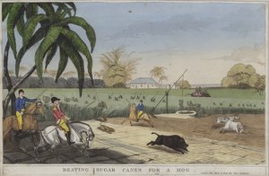 Battitura delle canne da zucchero per un maiale (incisione colorata) da English School