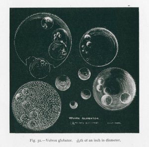 Bellezze della natura: Volvox Globator (litografia)