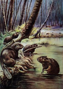 Castori che costruiscono una diga su un fiume